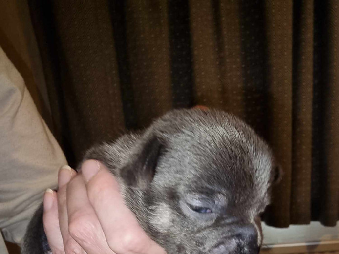 CHIHUAHUA PUPPY LOOKING FOR HER FOREVER HOME KC REGISTERED 
