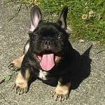 Black and Tan Kc Male Pup Frenchie