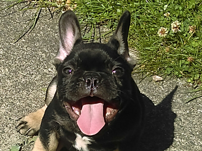 Black and Tan Kc Male Pup Frenchie