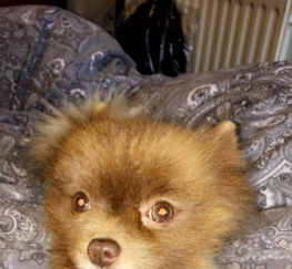 Pets  - Pomeranian - With Papers 