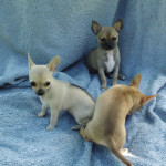 2 Gorgeous Chihuahua bitch pups. Ready now.