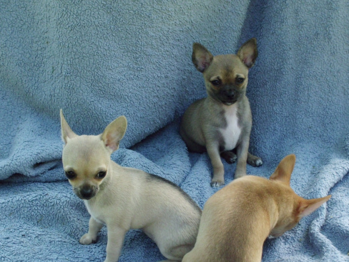 2 Gorgeous Chihuahua bitch pups. Ready now.