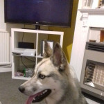 Siberian husky female 6months old puppy