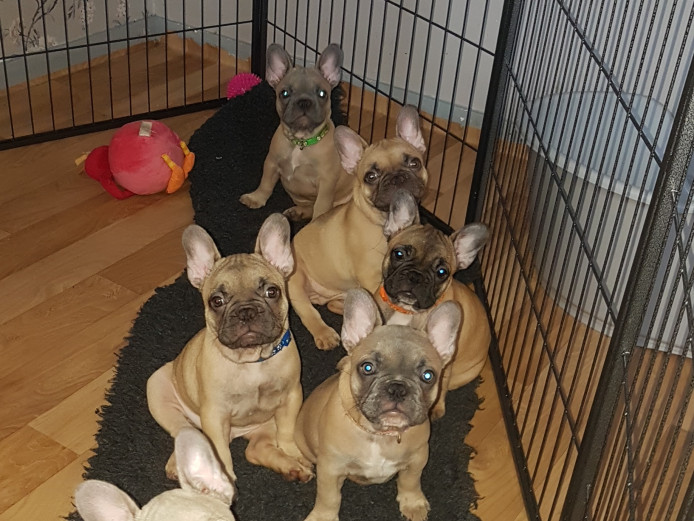 French Bulldog Pups KC Registered ready for their new homes