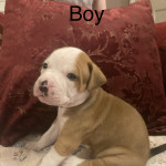 American bulldog puppies pure-breed ( ready to go in two weeks time)