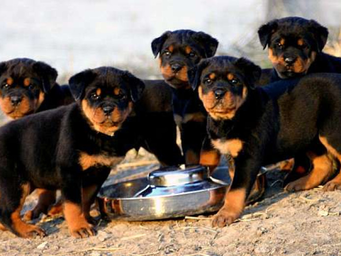 Gorgeous litter of KC registered Rottweiler Puppies