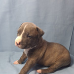 ABKC XL Bully puppies for sale