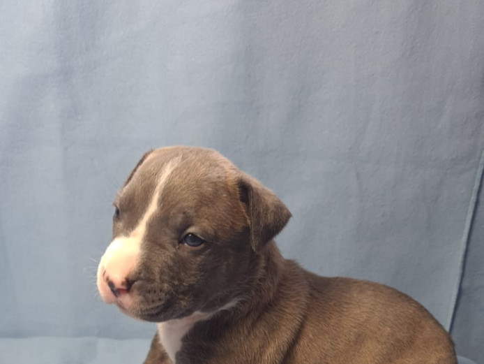 ABKC XL Bully puppies for sale