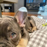 Energetic French Bulldog Puppies 