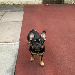 French bulldog for sale