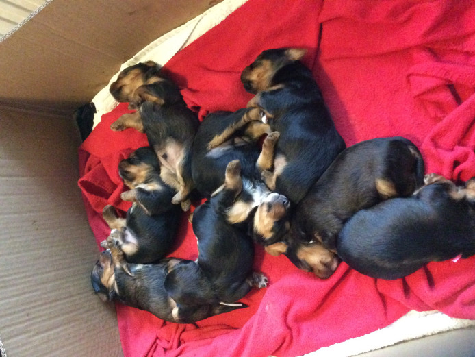 Lovely chorkie puppies for sale