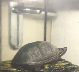 Turtle for sale in Coventry