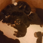 Rottweilers puppies