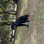 Black pedigree Labrador