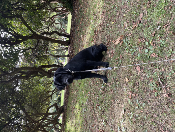 Black pedigree Labrador