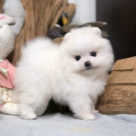 Poodles, Shiba Inu, Pembroke Welsh Corgi, and Pomeranian Puppies Available 
