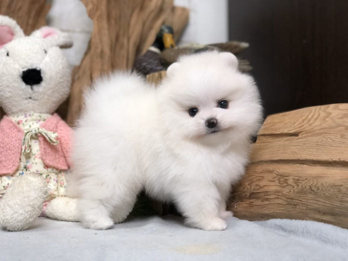 Poodles, Shiba Inu, Pembroke Welsh Corgi, and Pomeranian Puppies Available 