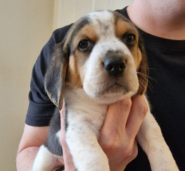 Pets  - Beagle puppys available