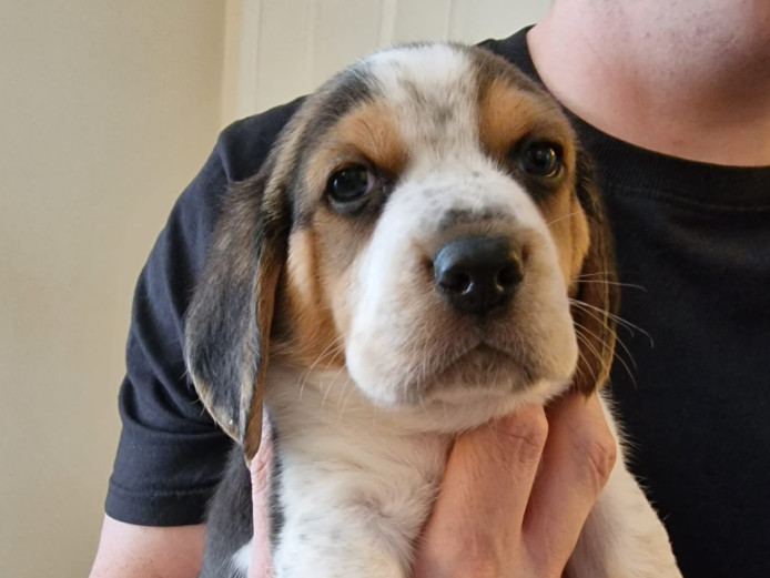 Beagle puppys available