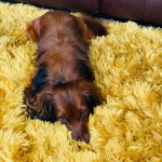 Beautiful dachshund puppies Northern Ireland NON KC Registered,  coming from 5* home.  still learnin…