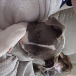 Male 5month old XL Bully