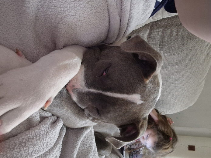 Male 5month old XL Bully