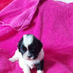 our beautiful black white baby shihtuz are looking for you ..