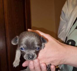 Pets  - CHIHUAHUA PUPPY LOOKING FOR HER FOREVER HOME KC REGISTERED 