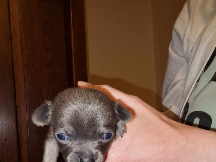 CHIHUAHUA PUPPY LOOKING FOR HER FOREVER HOME KC REGISTERED 
