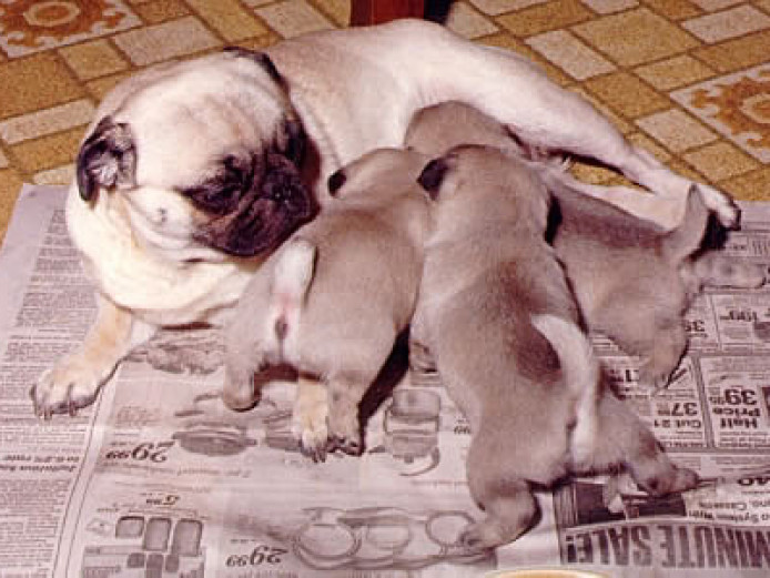 Quality Registered Pug puppies