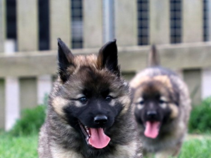 cute German Shepherds puppies