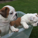 English bulldog pups for sale 9 weeks old