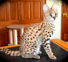 Serval Kittens Available