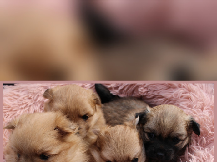 Fluffy Pomeranian Puppies