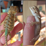 Baby bearded dragons 4 available 