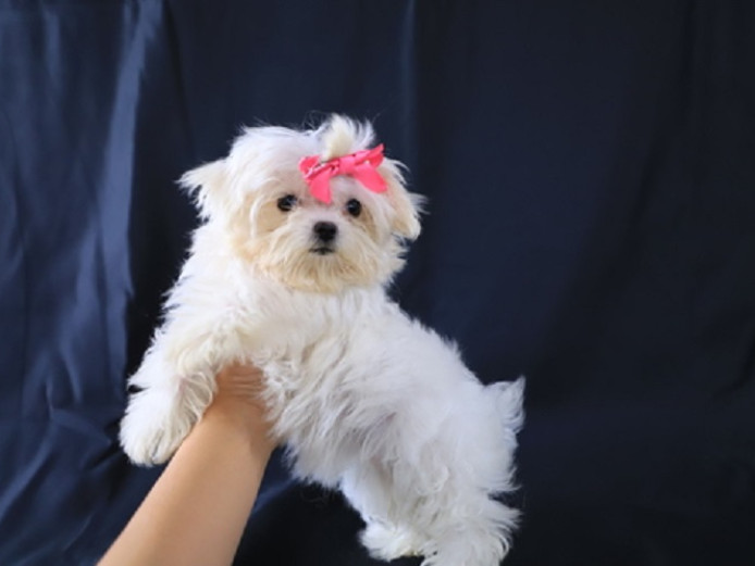 Beautiful Maltese puppies for good home