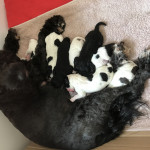 F2 Toy cockapoo puppies Ready to leave