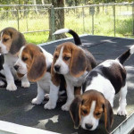 Charming Beagle Puppies