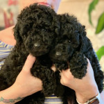READY NOW! Toy poodle puppies PRA tested parents