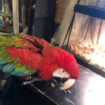 macaw for sale 