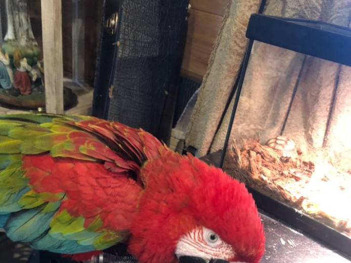 macaw for sale 