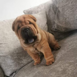 Chow pei puppies 2male 1female
