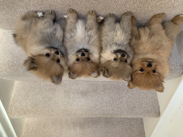 Super Cute Pomeranian Puppies 