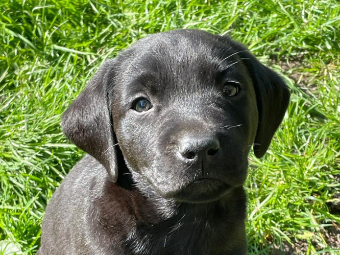 Labrador puppies for sale 