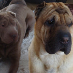 We have shar-pei pups for sale 2 still available