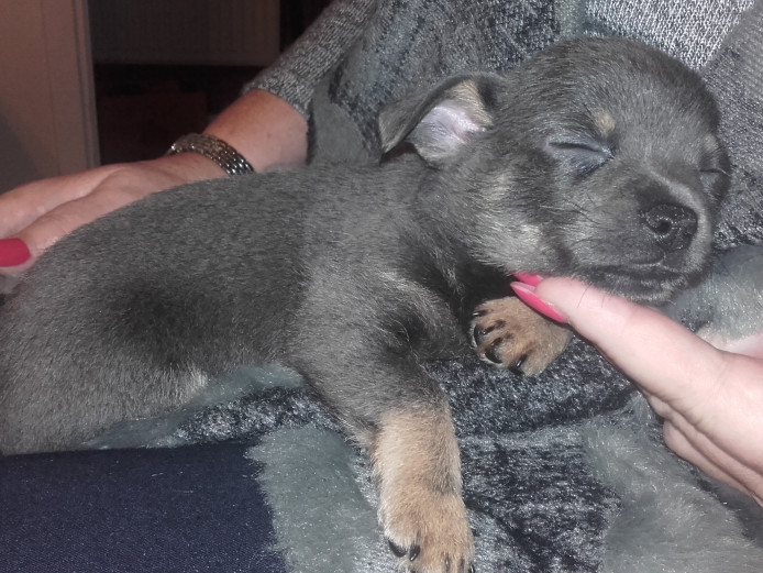KC registered BLUE chihuahua boy puppy