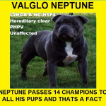 Valglo Neptune The No1 Blue Valglo Stud In Europe