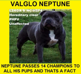 Pets  - Valglo Neptune The No1 Blue Valglo Stud In Europe