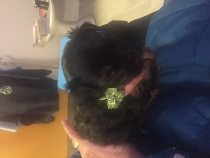Small  male yorkshire puppy for sale