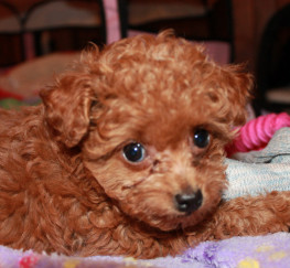 Pets  - Gorgeous Toy Poodle Puppy 